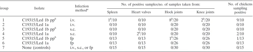 TABLE 4. Study design and reisolation of Enterococcus faecalis from Lohmann brown layers, 3 weeks postinfection