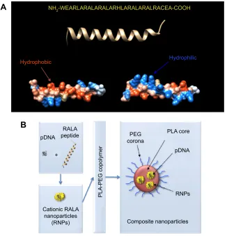 Figure 1 sequence and structure of rala. Overview of composition of the composite nanoparticles.Notes: (A) Primary sequence (top), secondary structure (middle), and surface representations of the rala peptide, bottom left shows rotation to reveal the hydro
