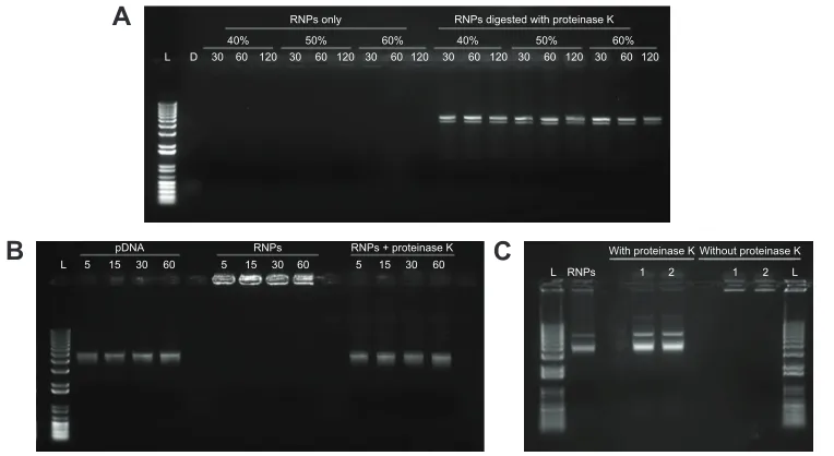 Figure 4 gel retardation assay performed to evaluate the effect of dichloromethane and sonication on the stability of the rNPs.Notes: (A) pDNa and rNPs were probe sonicated at 40%, 50%, and 60% amplitude for 30, 60, and 120 seconds; (B) DNa and rNPs vortex