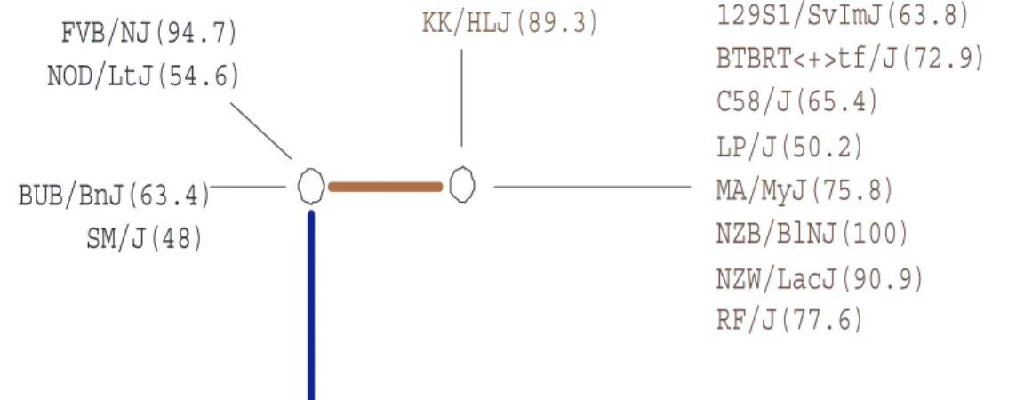 Figure 2.7: The perfect phylogeny at the peak point found by TreeQA in Figure 2.6 The perfect phylogeny corresponding to the peak point (compatible region from 8799298 to 8801558 (base)) found by TreeQA around Abcb4 in Figure 2.6 is plotted in Fig