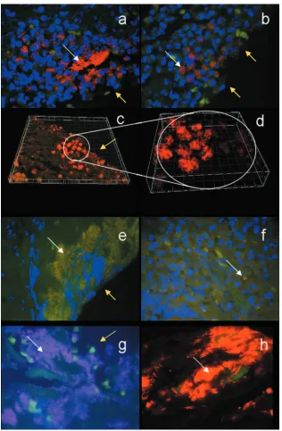 FIG. 1. (a and b) Microcolonies of P. aeruginosastain]). (c) CLSM three-dimensional image of frame b