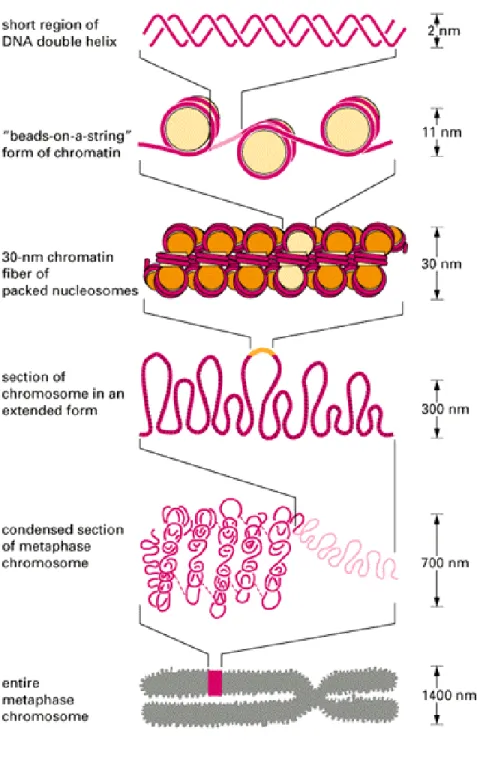 Figure 1.1:  Compaction of DNA.  This shows the compaction of  DNA from the condensed form to the visible chromosome