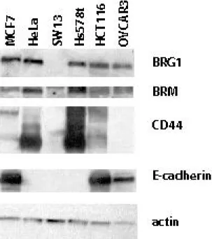 Figure 2.2:  Western-blot analysis of BRG1 mutant cell lines.  Protein  from BRG1 mutant cell lines was separated by SDS-PAGE and 