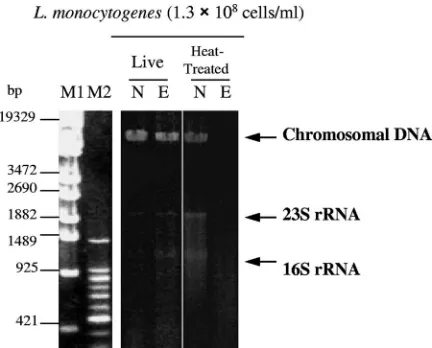 Fig. 4 in CIN (�) lanes. When live L. monocytogenes was