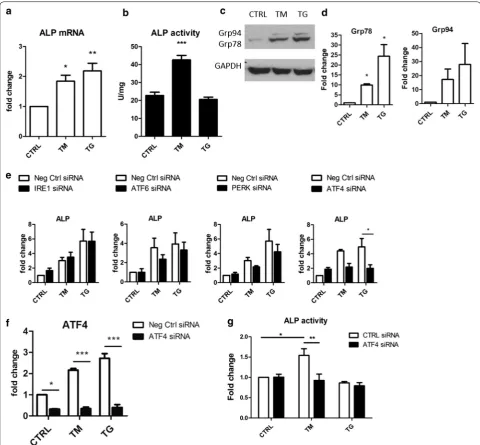 Fig. 1 ALP expression and activity are ATF4-dependent in VSMCs. VSMCs were treated with 0.4 μg/ml TM or 0.2 μg/ml TG for 24 h