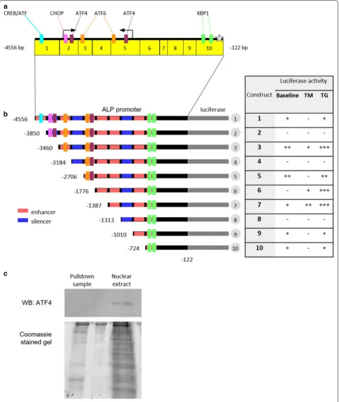 Fig. 3 ATF4 does not bind the ALP promoter in VSMCs. a ER stress-related transcription factor binding sites mapped to the ALP promoter