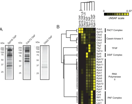 FIGURE 1. Analysis of the FACT, PAF-C, and CKII interactome. A, TAP-tagged Spt16, Cdc73, and Ckb2 were immunoprecipitated using IgG-Sepharose and calmodulin-sepharose resins and eluted via 2 m M EGTA