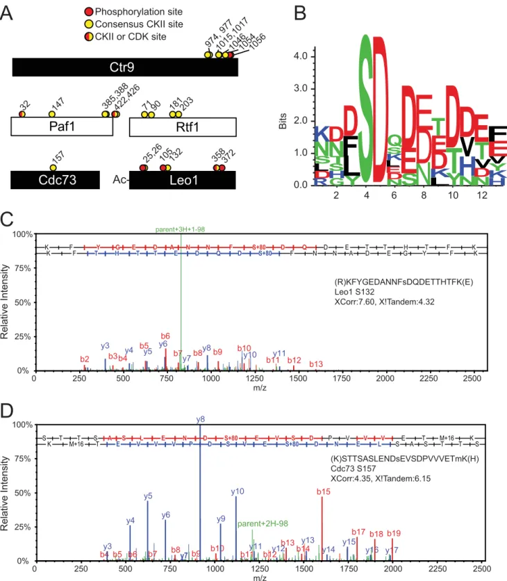 FIGURE 3. The PAF-C complex is substantially phosphorylated in vivo. A, schematics of PAF-C subunits with the location of MS-identified phosphorylation sites (red circles) and MS-identified CKII consensus sites (yellow circles) on PAF-C members