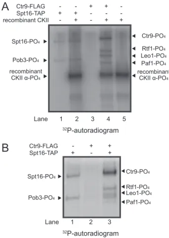 FIGURE 4. In vitro phosphorylation of FACT and PAF-C by CKII. A, autora- autora-diograph of a representative set of in vitro reactions performed with [␥ 32 P]ATP in the presence or absence of Ctr9-FLAG, Spt16-TAP, or  recombi-nant CKII, as indicated at the