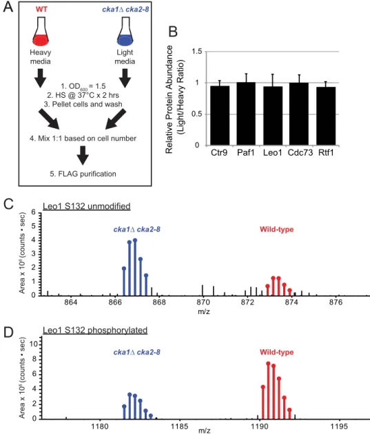 FIGURE 5. In vivo analysis of PAF-C subunit phosphorylation in Ctr9-FLAG purifications from WT (heavy) and cka1 ⌬ cka2– 8 (light) strains using a SILAC approach