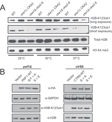 FIGURE 6. CKII regulates histone H2B-K123ub1 levels. A, Western blotting analysis of histone H2B-K123ub1, total histone H2B, and histone H3 lysine 4 trimethylation levels from whole cell extracts from cka1 ⌬ cka2–8 strains grown under permissive (30 °C) an