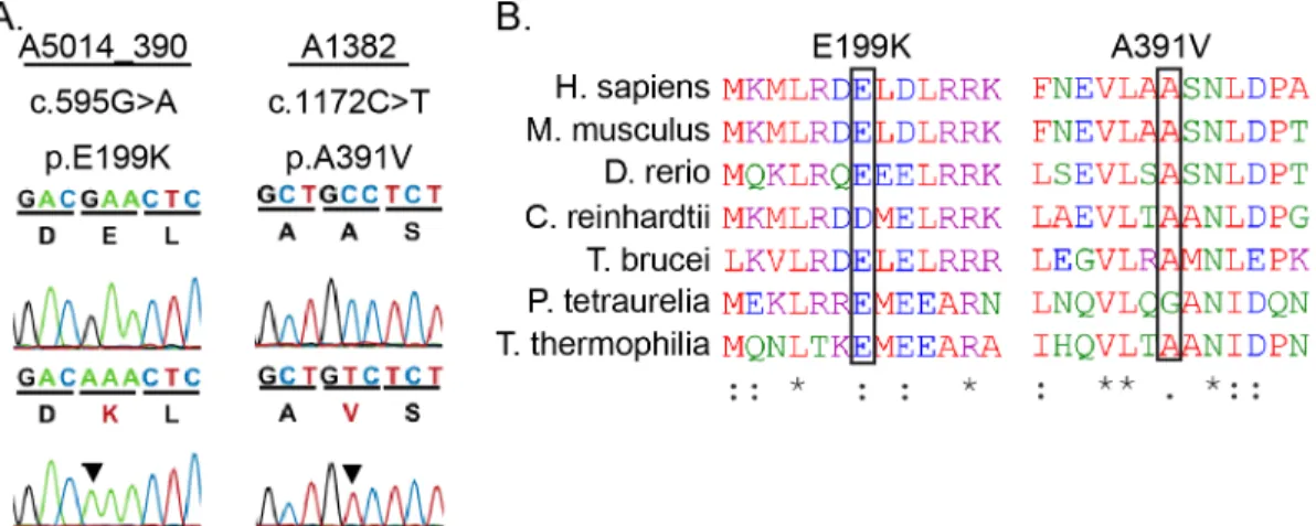 Fig 5. PCD patient missense mutations in highly conserved regions of Gas8. (A) Sanger Sequence trace and amino acid sequence of human mutations