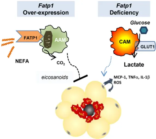 Figure 6: FATP1 is a novel regulator of immunometabolism: Working Model: Fatty acid transport protein (FATP1) is necessary to maintain the alternatively activated macrophage (AAM) phenotype, limit oxidative stress, and to reduce high fat diet (HFD)-induced