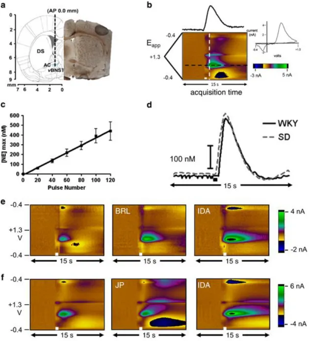 Figure 3.1: Fast-Scan Cyclic Voltammetry of norepinephrine in the vBNST. (a)  Electrode tract (dashed line) and representative histology of carbon-fiber electrode  placement in the vBNST (dashed circle; DS, dorsal striatum; AC, anterior commissure)