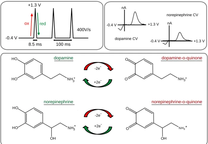 Figure 1.1: Fast-scan cyclic voltammetry for the detection of catecholamines. The most  commonly used waveform sweeps from -0.4 to +1.3 V at a scan rate of 400 V/s