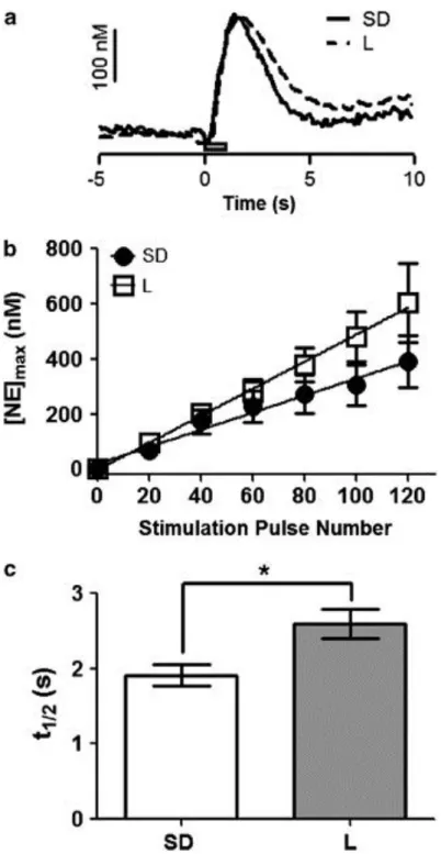 Figure 2.2: Comparison of norepinephrine (NE) dynamics in naïve Lewis (L) and  Sprague-Dawley (SD) rats