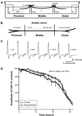 Figure 1 experimental setup and electrophysiology.Notes: (A) Recording bath scheme. (B) Schematic representation of sciatic nerve’s proximal, middle, and distal regions