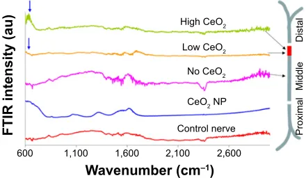 Figure 2 FTIr traces from different regions of ceO2-treated sciatic nerve of the frog.Notes: arrows indicate ceO2 presence compared to control (CeO2 NP)