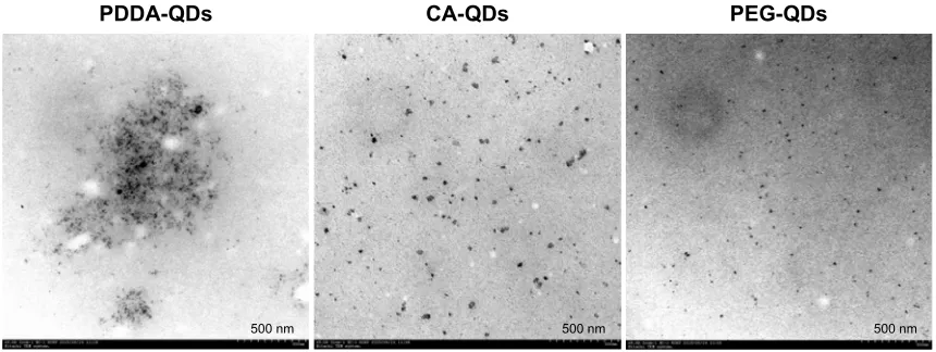 Figure S1 TeM images of QDs with various surface charges.Note: The particle size of PDDa-QDs, ca-QDs, and Peg-QDs were all approximately 10 nm in diameter.Abbreviations: ca, carboxylic acid; PDDa, polydiallydimethylammounium chloride; Peg, polyethylene glycol; QDs, quantum dots; TeM, transmission electron microscope.
