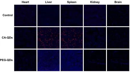 Figure S4 The cell cycle analysis of MDa-MB-231 cells treated with different charged QDs for 24 hours.Abbreviations: ca, carboxylic acid; PDDa, polydiallydimethylammounium chloride; Peg, polyethylene glycol; PI, propidium iodide; QDs, quantum dots.