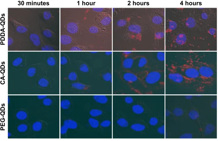 Figure 1 cellular uptake of various QDs.Notes: confocal microscopic images showing the cellular uptake of PDDa-QDs, ca-QDs, and Peg-QDs in MDa-MB-231 cells after different incubation time