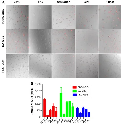 Figure 2 The uptake pathways of different charged QDs in MDa-MB-231 cells.Notes: The effects of temperature and endocytosis inhibitors on the cellular uptake of QDs were analyzed by confocal fluorescence microscopy (A; 200× magnification) and flow cytometr