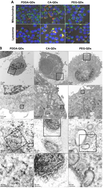 Figure 3 The intracellular distribution of QDs.Notes: (A) Intracellular tracking of different charged QDs in RAW 264.7 macrophages