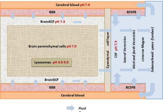 Table I. Values of CNS system properties for rat and human