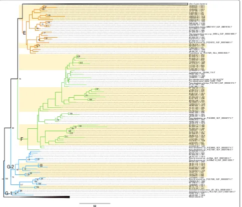 Fig. 2 Expanded basal part of the constrained rRNA phylogeny of Oxyphotobacteria, with clusters E, F, G1 and G2