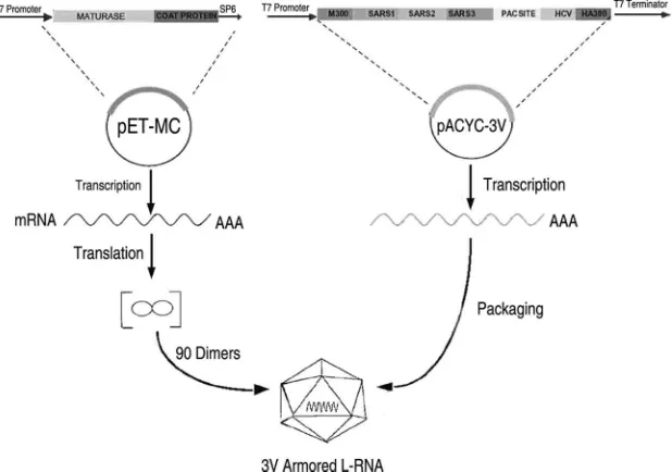 FIG. 1. Armored L-RNA packaging system. Two expressing vectors were constructed, in which the maturase and the coat protein wereexpressed from one plasmid [pET-28(b)] and the pac site and the six-target chimeric RNA sequence were produced from the second plasmid