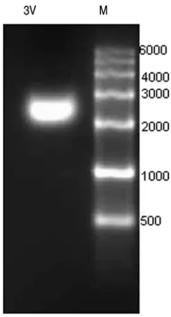 TABLE 2. Thermal cycle conditions for the three different kitsused in real-time RT-PCR assays