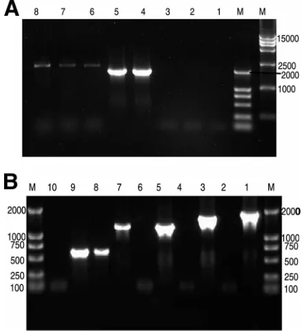 FIG. 3. Ethidium bromide-stained 1% agarose gel of RT-PCR am-pliﬁcation products of RNA extracted from 3V armored L-RNA and