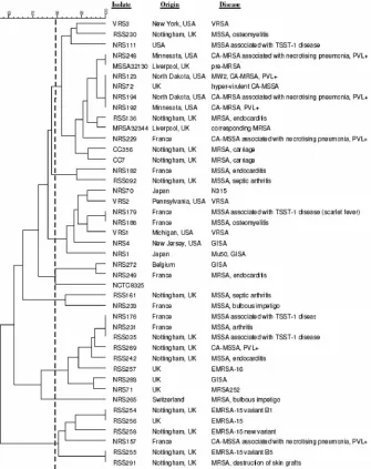 FIG. 1. Dendrogram of 43 S. aureusand UPGMA. Isolates were clustered using the criteria of Tenover et al., where 80% similarity is the cutoff for differentiating closely related isolates examined by PFGE, produced with Bionumerics (version 2.0) software us