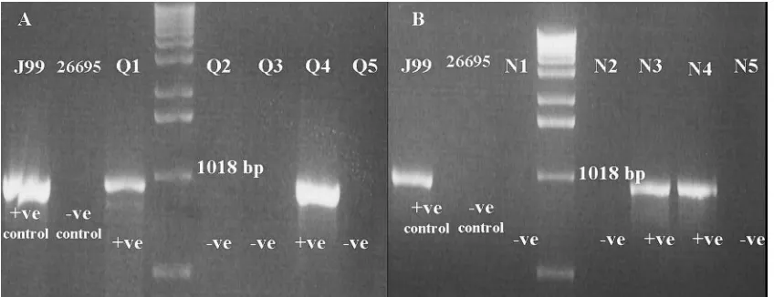 FIG. 1. Characterization of Iraqi (A) and Iranian (B) strains for dupADupAF113 and DupAR1083