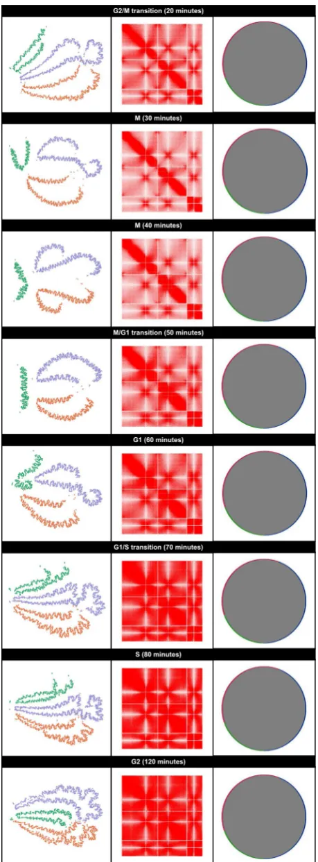 Fig. 3 GrapHi-C visualizations for fission yeast contact maps at various stages of the cell cycle