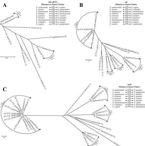 FIG. 1. Neighbor-joining radial dendrograms of the 16S rRNA (A), tufhad uniquesuperscript letterEach entry represents a unique sequence among the study isolates