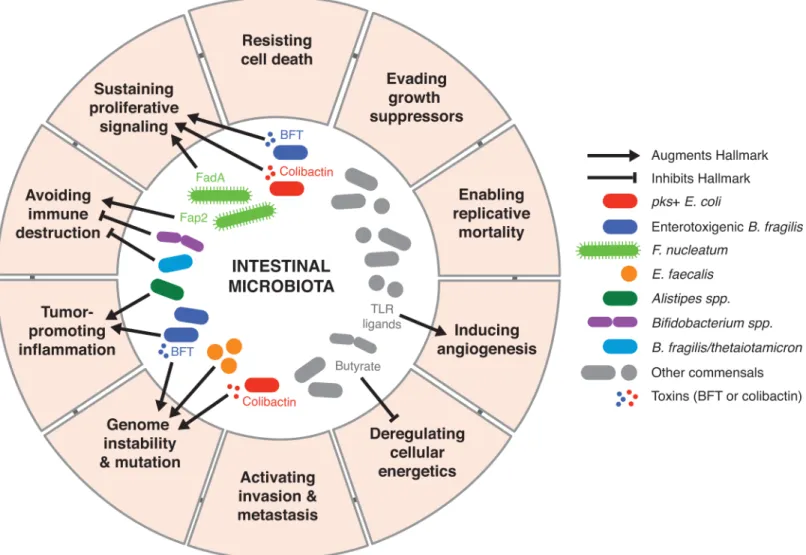 Fig 1. Microbial-derived signals modulate numerous hallmarks of cancer through diverse mechanisms.