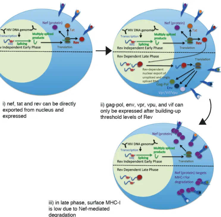 Fig 1. Rationale for hypothesizing preferential T-cell recognition of early versus late HIV gene products in ART-treated individuals.