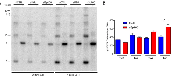 Fig 7. Sp100 represses differentiation dependent genome amplification. A. Southern blot analysis of 9E cell DNA extracted from cells treated with either control, PML or Sp100 siRNA for two days before addition of 1.5 mM CaCl 2 to induce differentiation