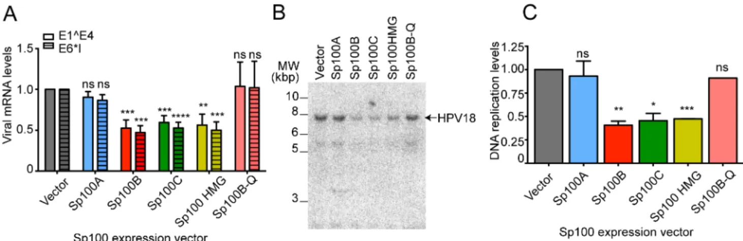 Fig 8. SAND domain containing isoforms of Sp100 repress viral transcription and replication