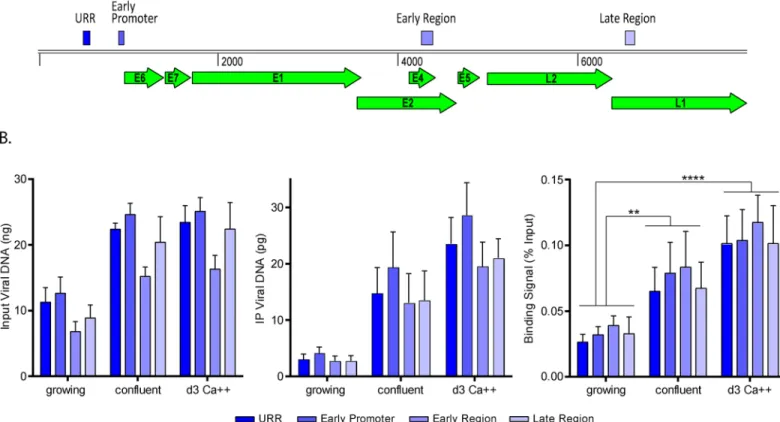 Fig 9. Sp100 binding to HPV chromatin correlates with differentiation-dependent viral functions
