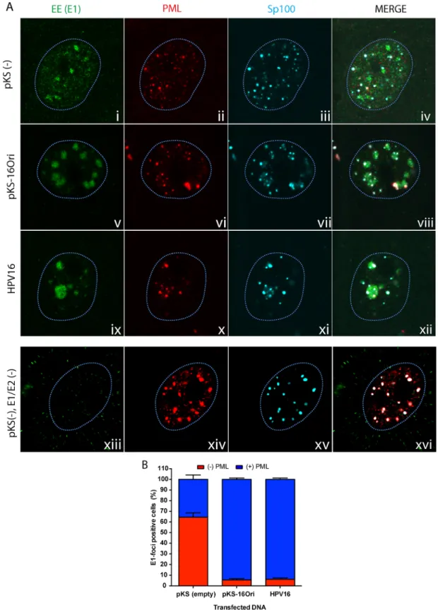 Fig 1. PML and Sp100 association with HPV16 E1/E2 replication foci increases in the presence of replicating viral DNA