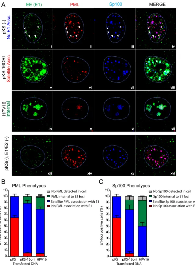 Fig 2. PML and Sp100 associate with HPV replication factories. A. Using the same data as Fig 1, cells were assessed for the predominant phenotypes observed for PML and Sp100 association with replication foci