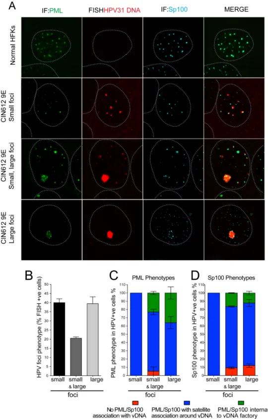 Fig 4. ND10 proteins PML and Sp100 associate with viral DNA foci in CIN612-9E cells. HFKs or CIN612- CIN612-9E cells were grown on glass coverslips and differentiated for five days with CaCl 2 and analyzed by FISH-IF.