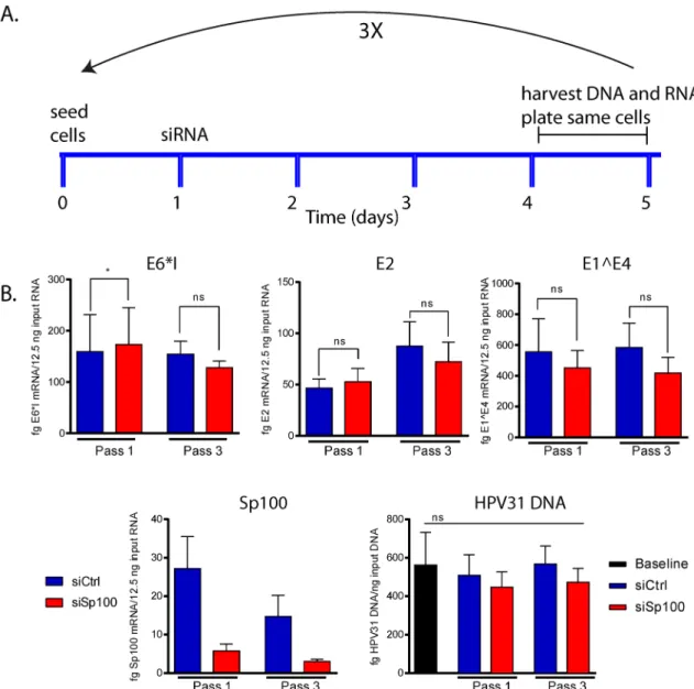 Fig 5. Sp100 has no effect on transcription and replication of HPV31 genomes that are stably maintained in CIN612- CIN612-9E cells