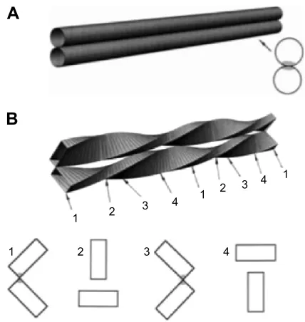 Figure 3 Cylinders versus fibrils: three-dimensional views and some cross-fibrils (sections.Notes: Parallel cylinders (A) can be put in contact along all of their length, whereas B) touch each other only occasionally (cross-sections 1 and 3)