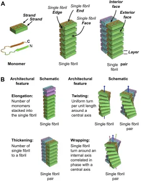 Figure 4 Single fibrils are antiparallel stacks monomers with varying geometries.Notes: (A) A single fibril pair is made of two single fibrils that are antiparallel stacks of monomers