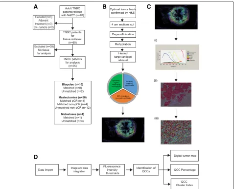 Fig. 1 Detailed workflow for AKT1low quiescent cancer cell (QCC) identification using tyramide signal amplified immunofluorescence (TSA-IF)automated microscopy coupled with computational image analysis