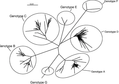 TABLE 1. Comparison of HBV genotype analysis techniques