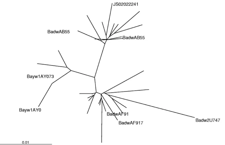FIG. 3. Phylogenetic tree of all samples classiﬁed as genotype D by sequence analysis, including the Internet reference sequences